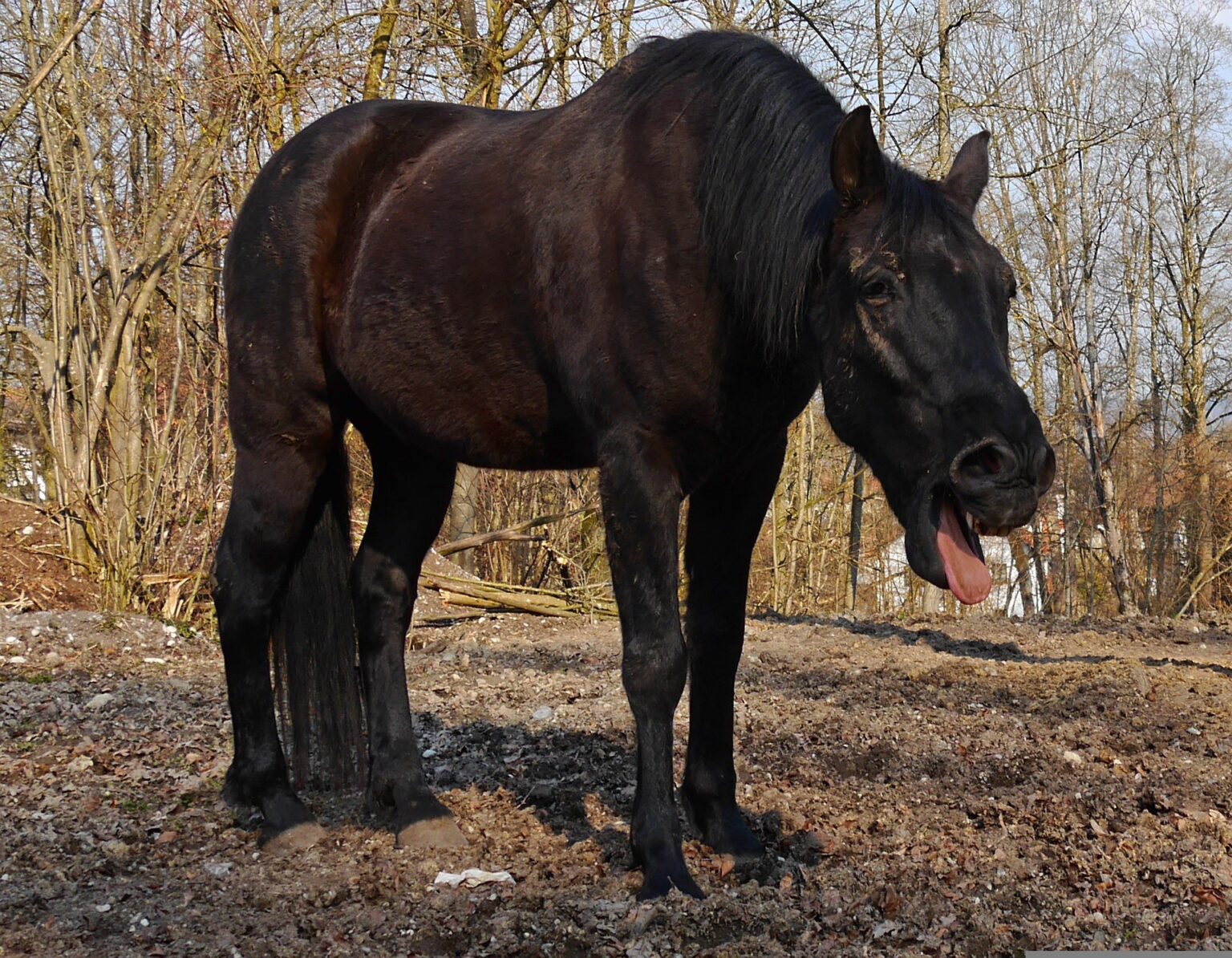 Pferd hustet Husten Equines Asthma